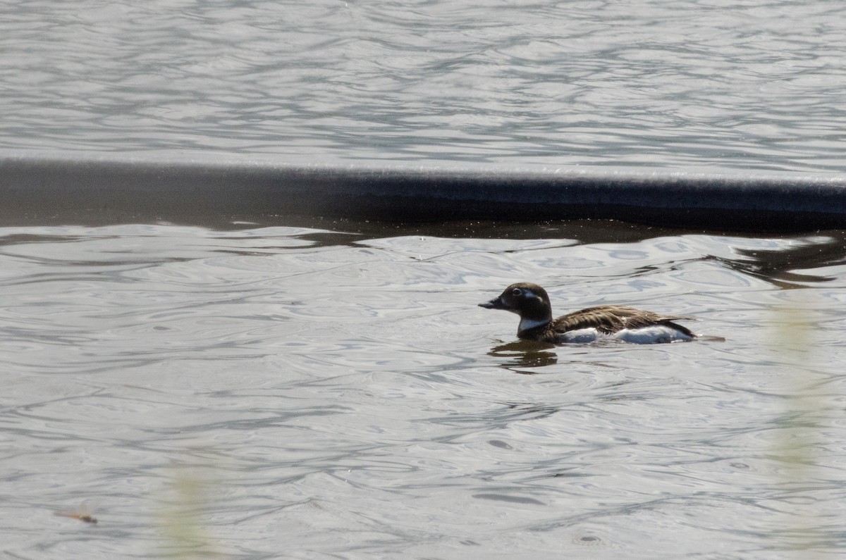 Long-tailed Duck - ML608592602