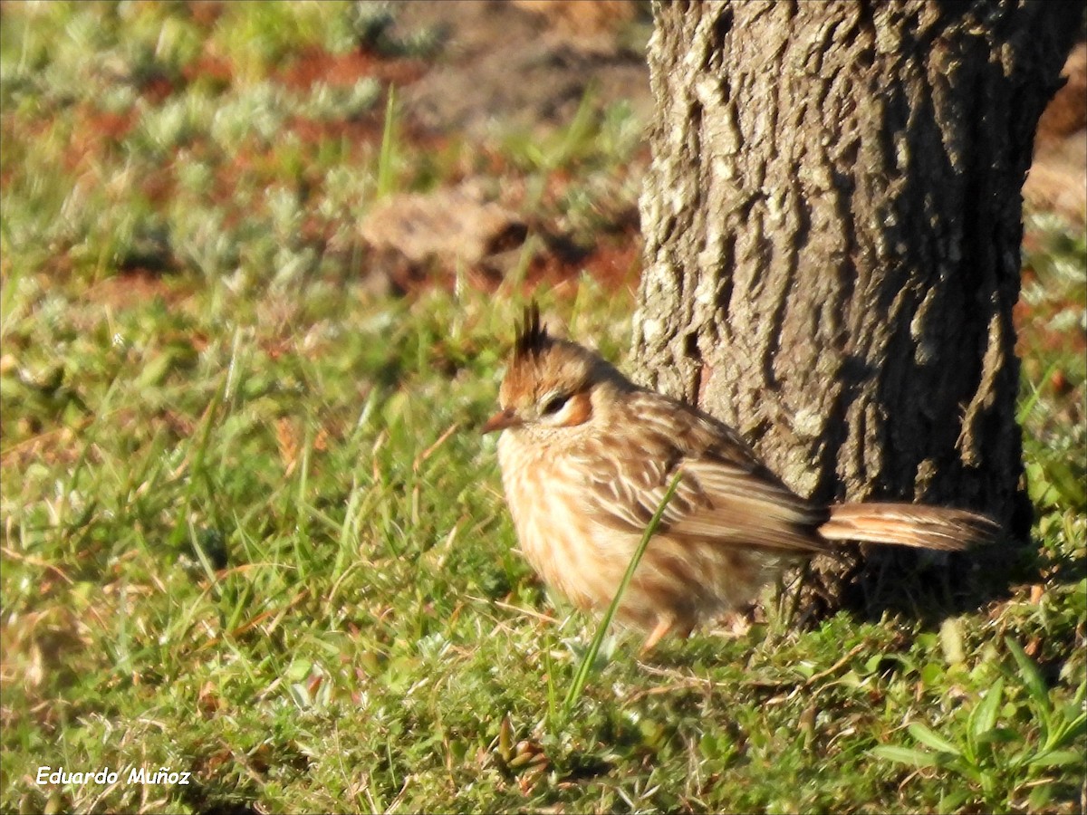 Lark-like Brushrunner - ML608592738