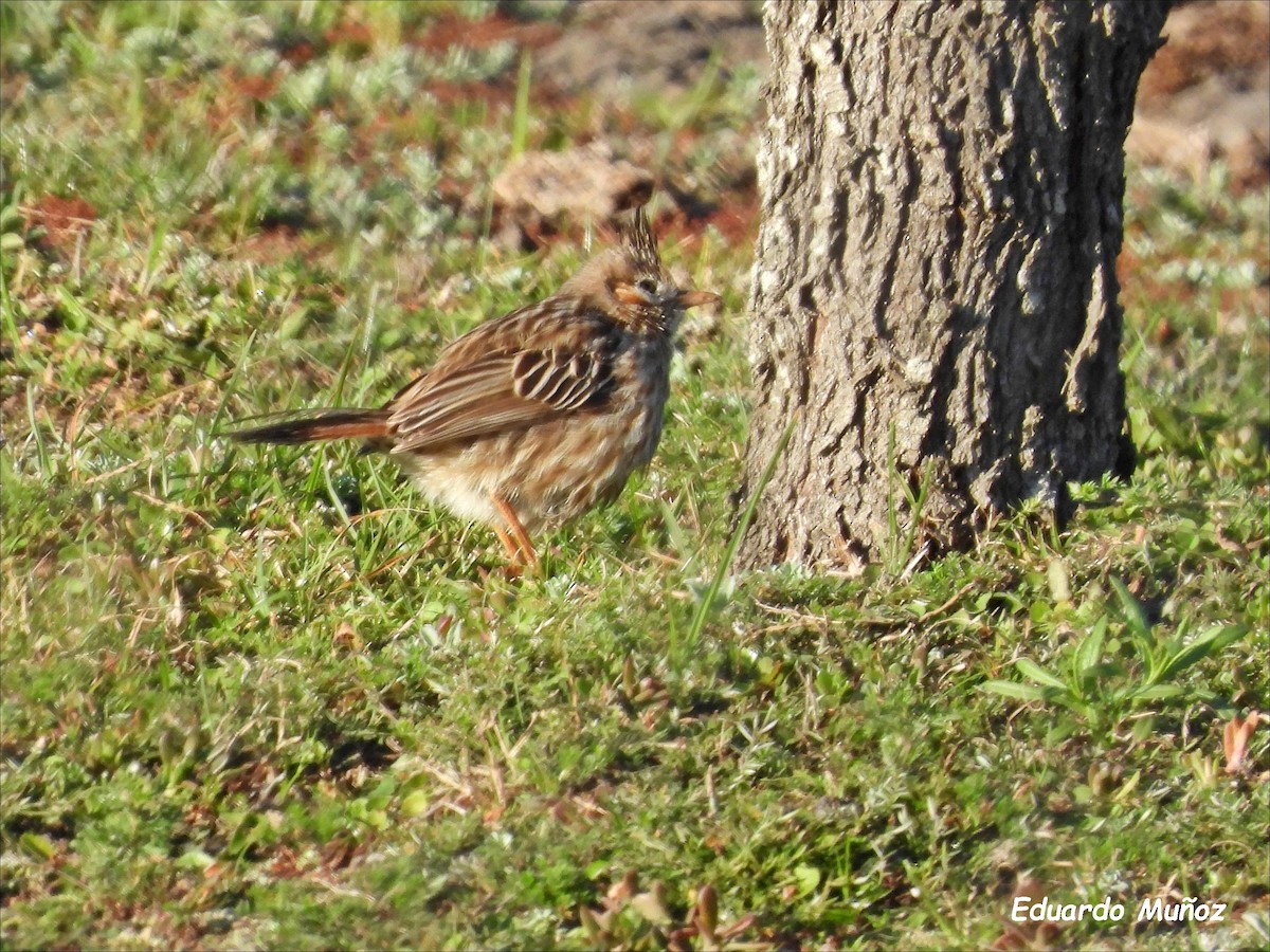 Lark-like Brushrunner - ML608592740