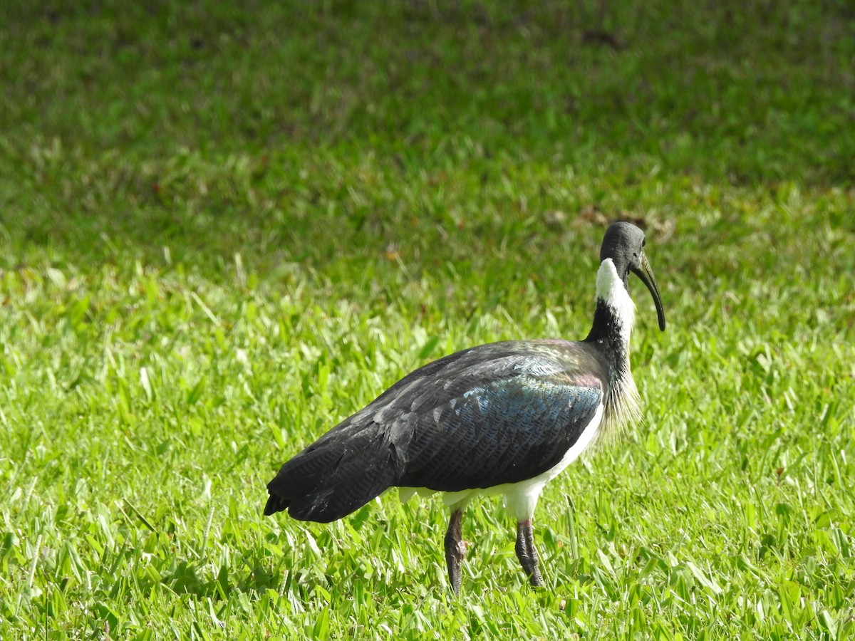 ibis slámokrký - ML608592818