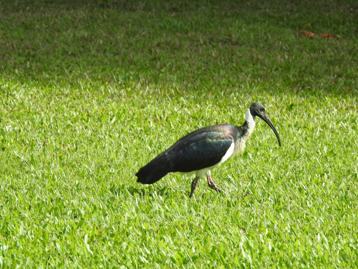 ibis slámokrký - ML608592820