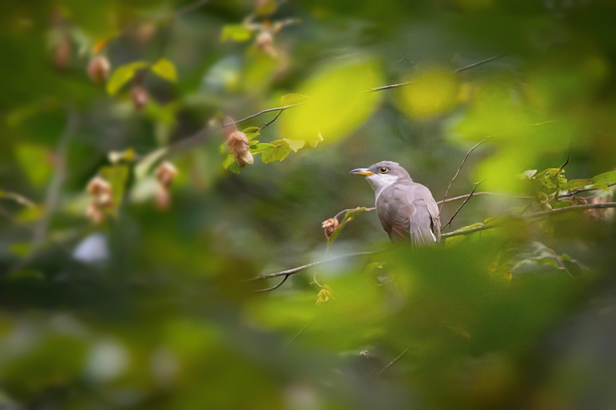 Yellow-billed Cuckoo - Kara Morales