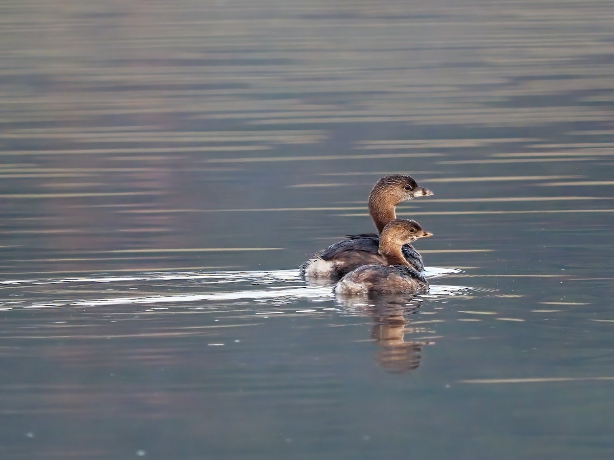 Pied-billed Grebe - ML608593216