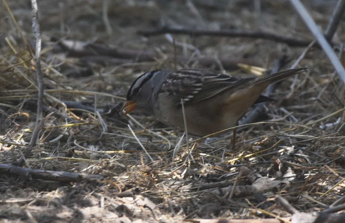 White-crowned Sparrow (Dark-lored) - ML608593286