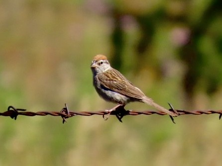 Chipping Sparrow - ML608593316
