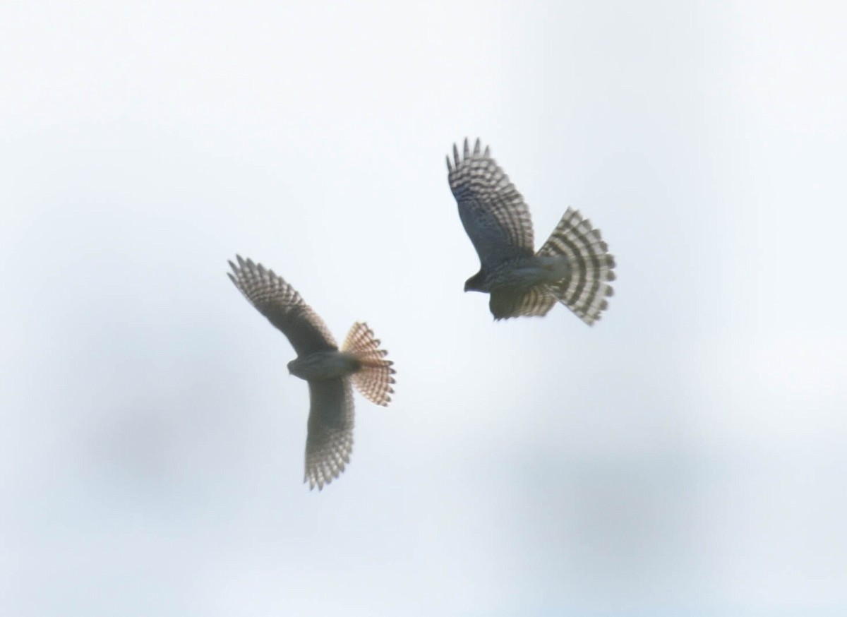 American Kestrel - ML608593346