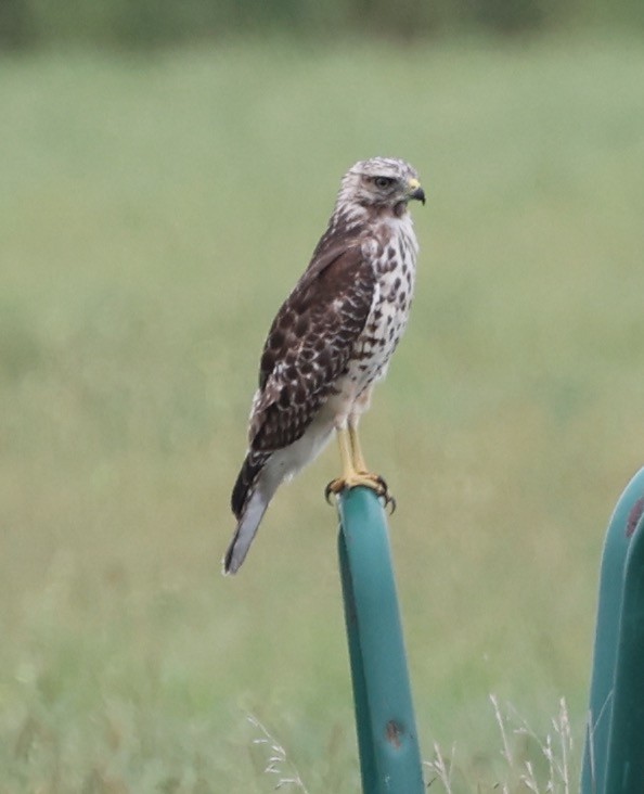 Red-shouldered Hawk - ML608593351