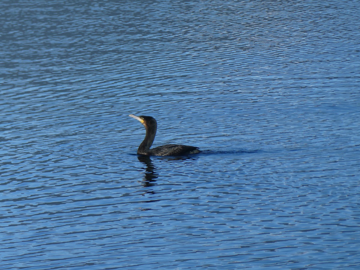 Great Cormorant - ML608593765