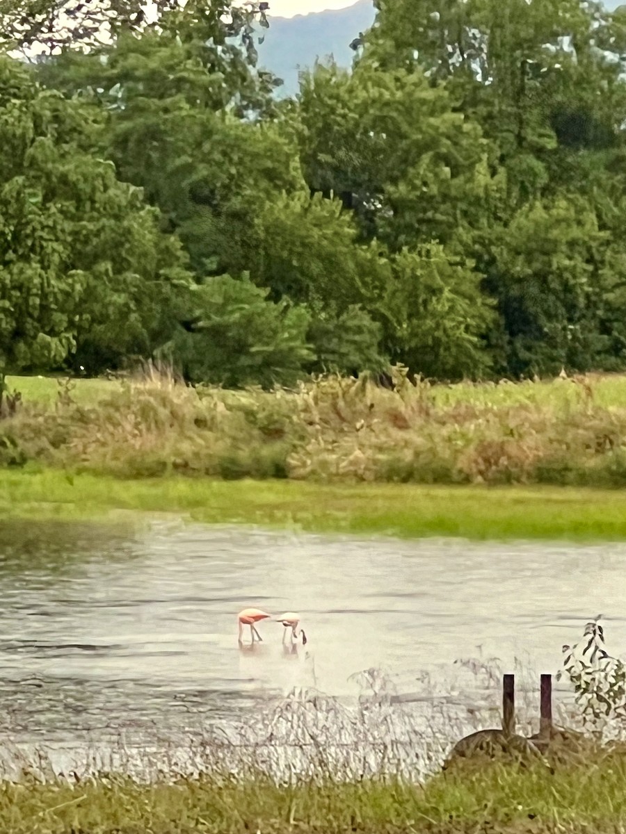 American Flamingo - ML608593782