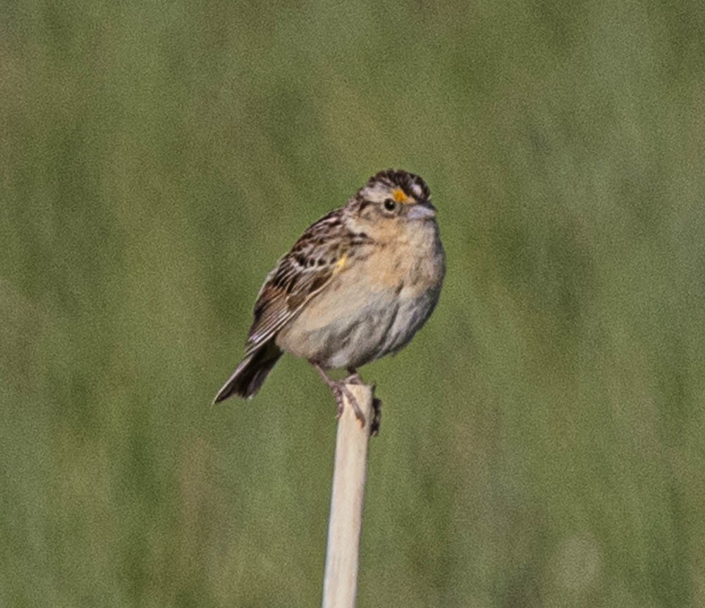 Grasshopper Sparrow - ML608593835