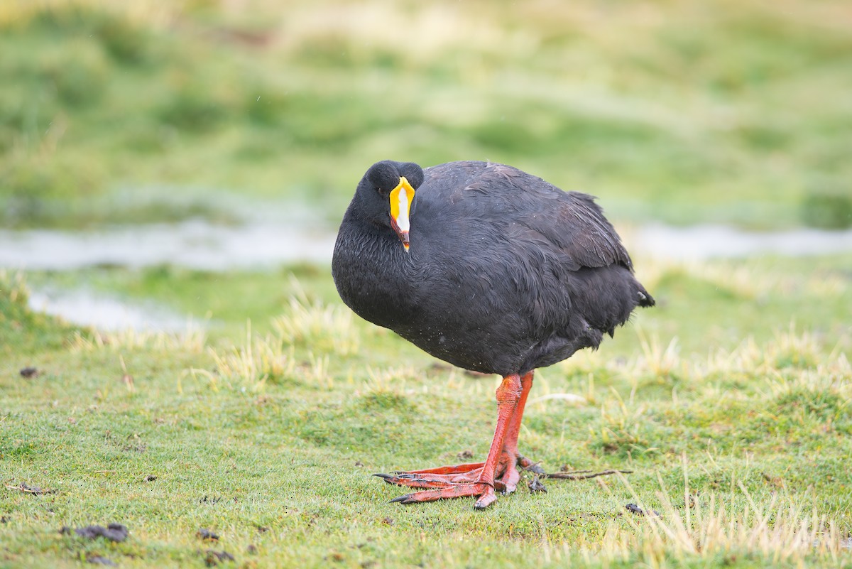 Giant Coot - ML608593853