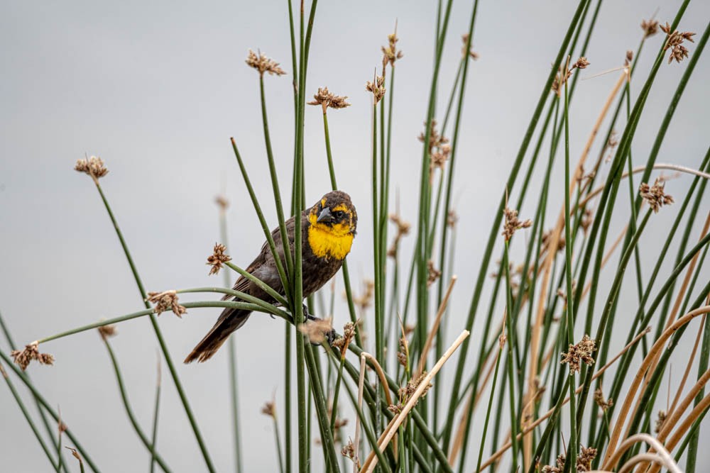 Yellow-headed Blackbird - ML608593869