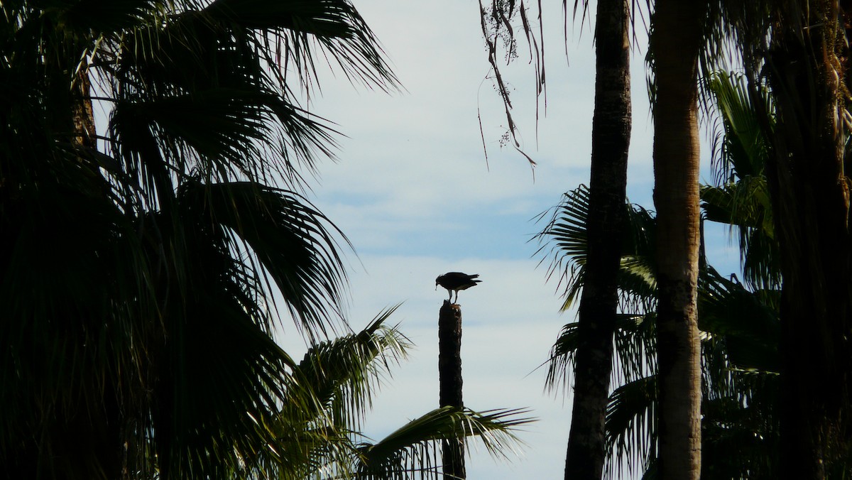 Águila Pescadora - ML608594052