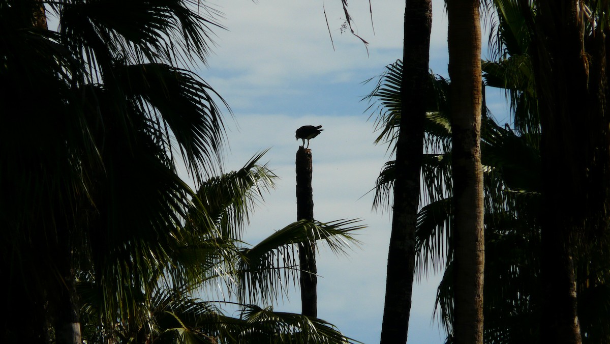 Águila Pescadora - ML608594053