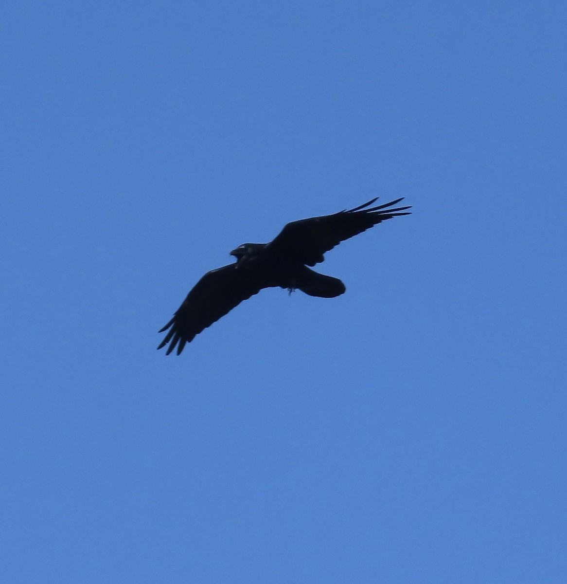 Common Raven - ML608594122