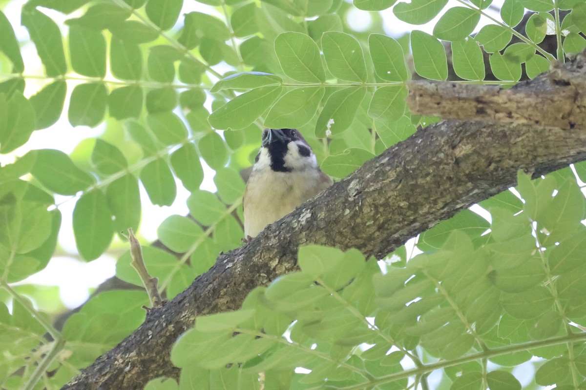Eurasian Tree Sparrow - ML608594134