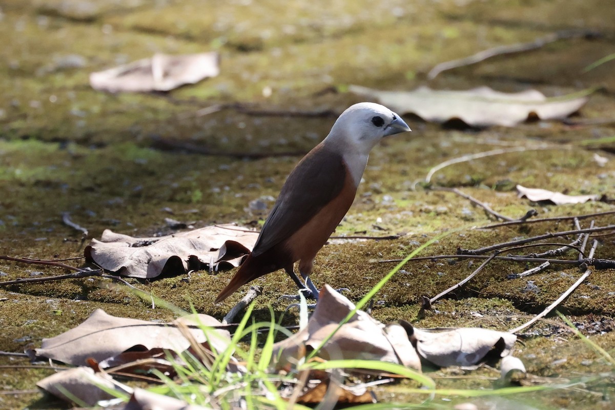 Pale-headed Munia - ML608594140