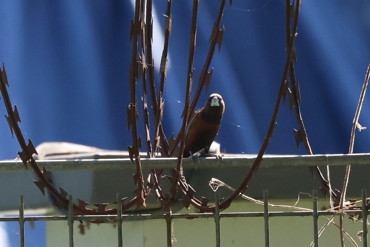 Chestnut Munia - Andrew William