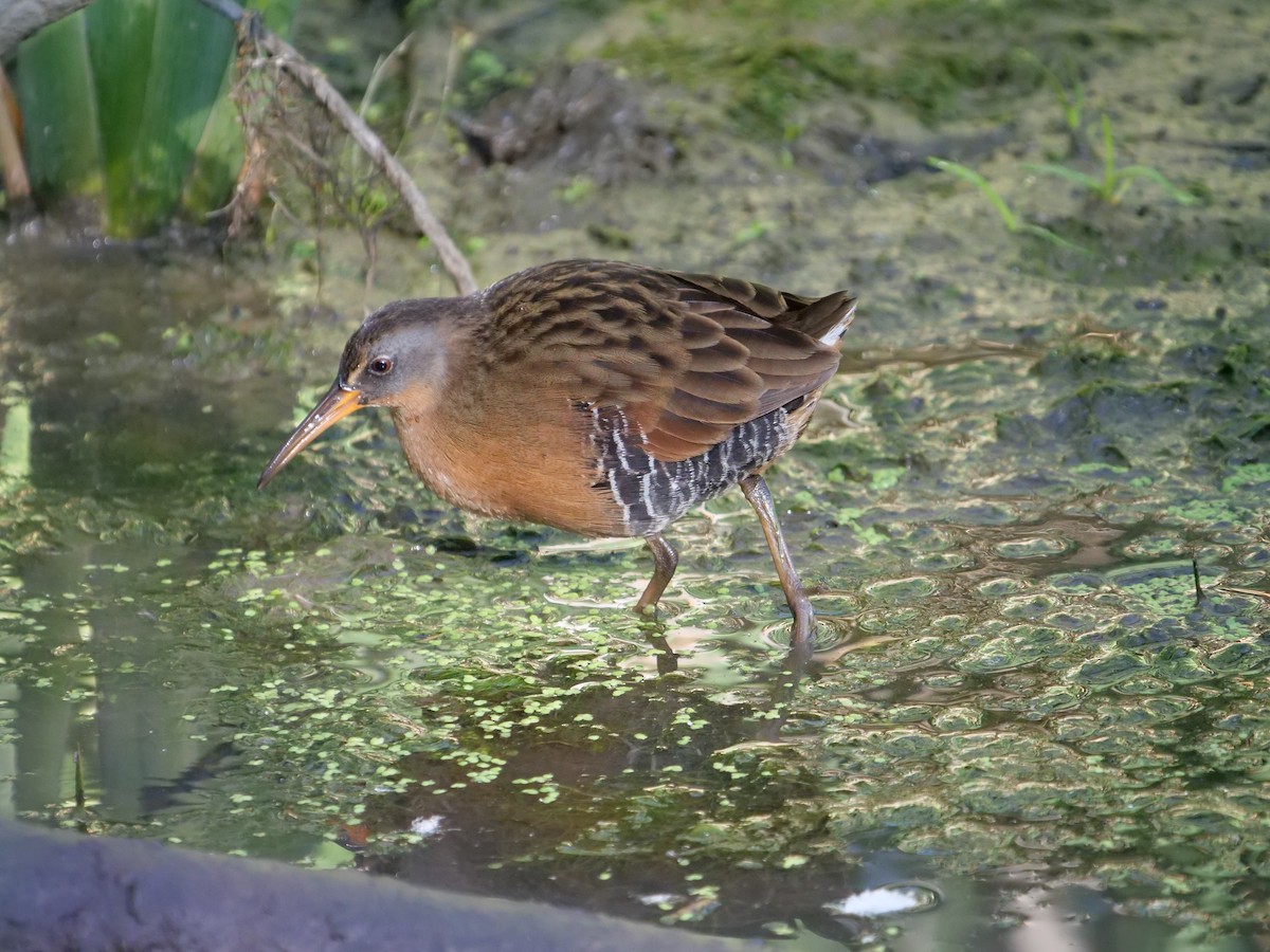 Virginia Rail - ML608594208