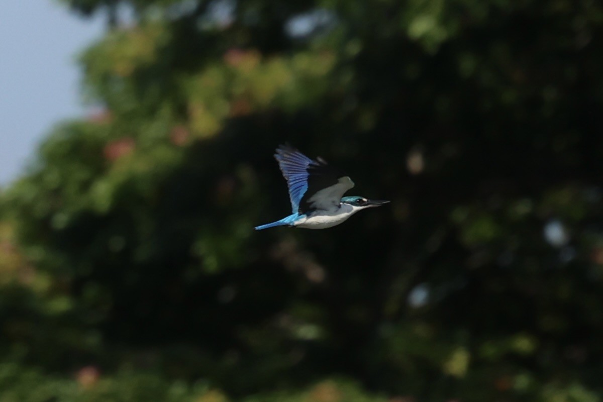 Collared Kingfisher - ML608594219