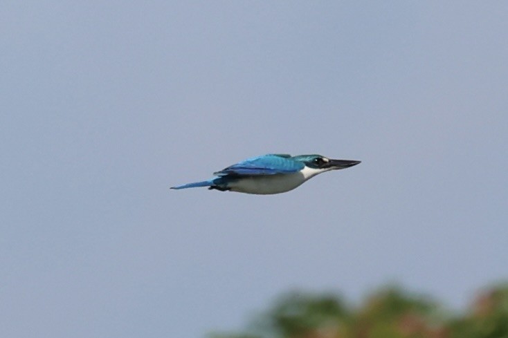 Collared Kingfisher - ML608594220