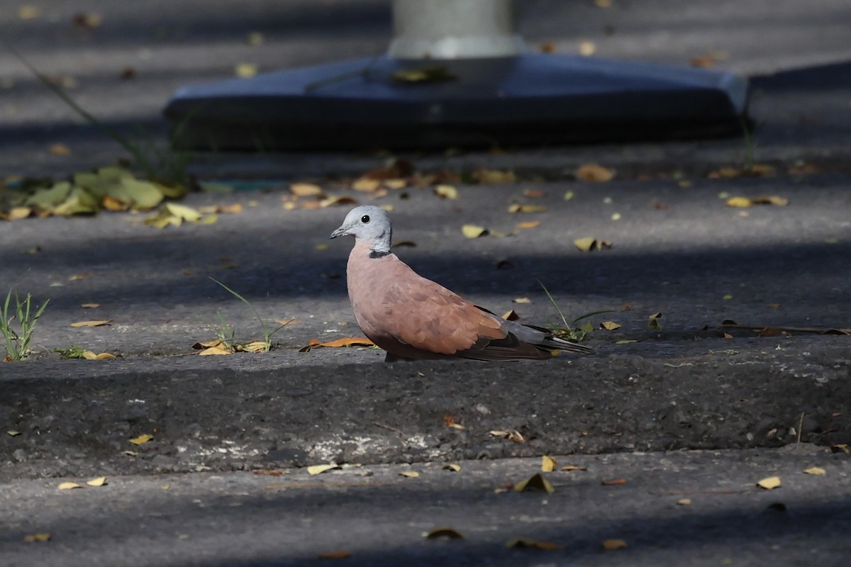 Red Collared-Dove - ML608594229