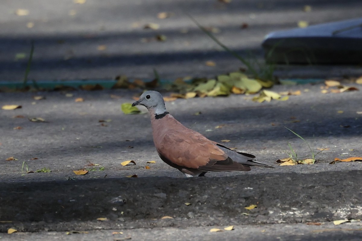 Red Collared-Dove - ML608594230