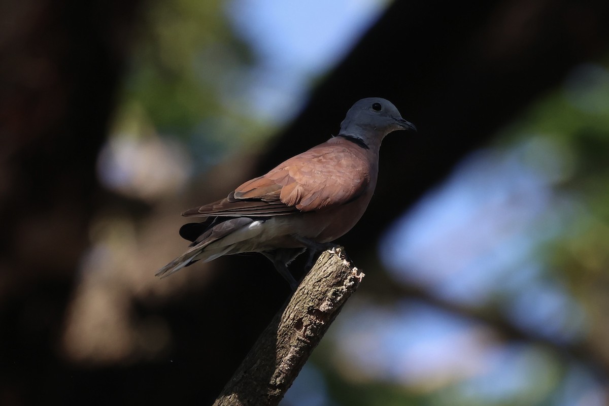 Red Collared-Dove - ML608594231