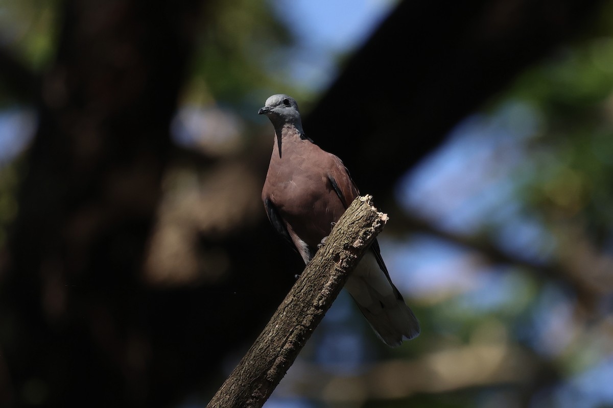 Red Collared-Dove - ML608594232