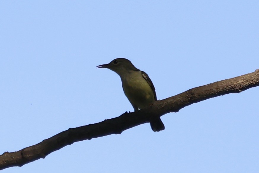 Brown-throated Sunbird - ML608594255