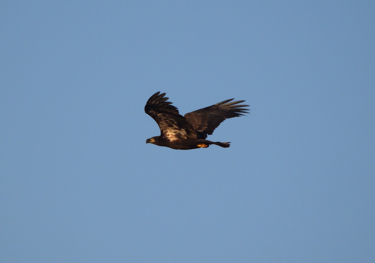 Bald Eagle - ML608594306