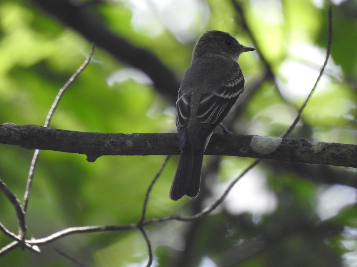 Eastern Wood-Pewee - ML608594311