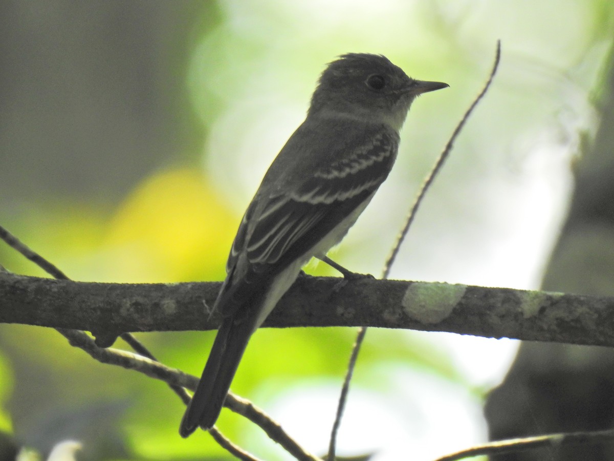 Eastern Wood-Pewee - ML608594318