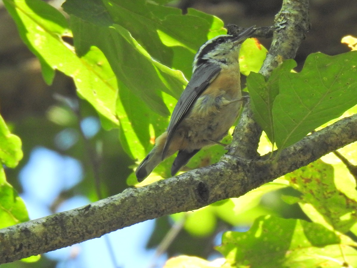 Red-breasted Nuthatch - ML608594336