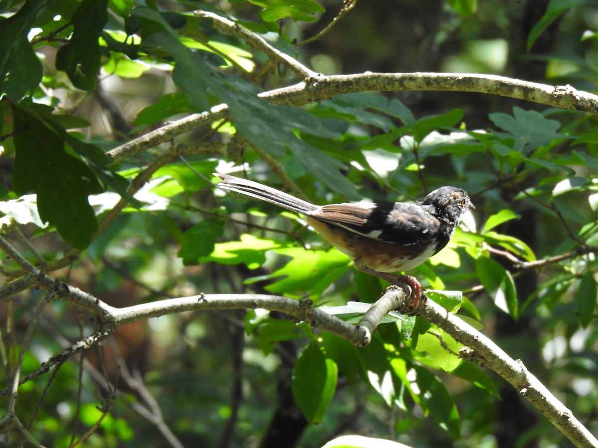 Eastern Towhee - ML608594363