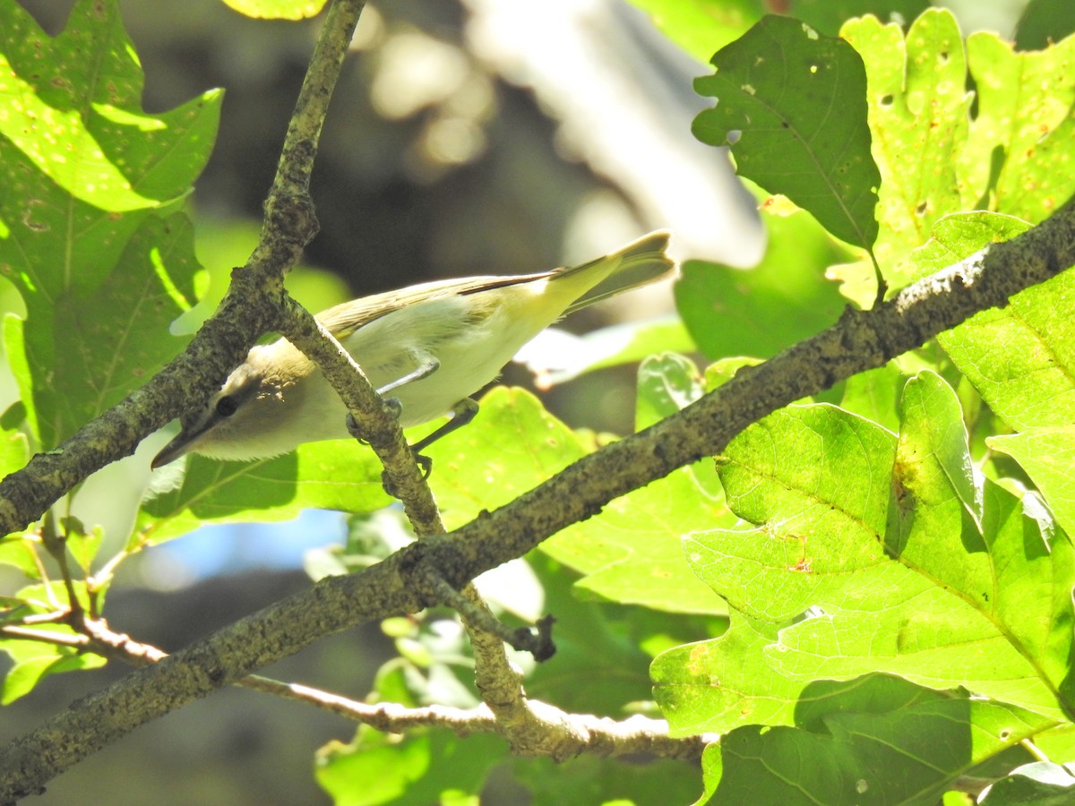 Red-eyed Vireo - ML608594499