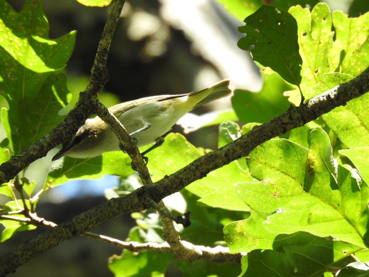 Red-eyed Vireo - ML608594510