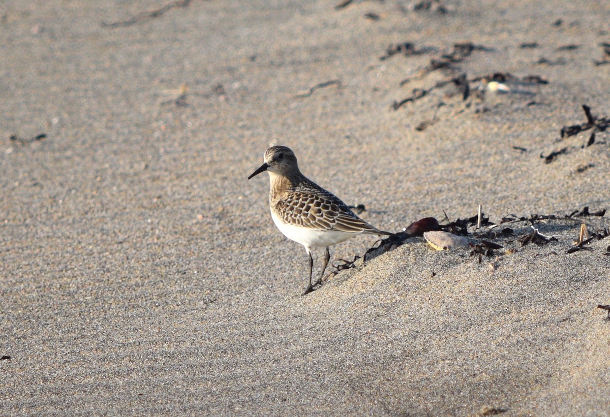 Baird's Sandpiper - ML608594564