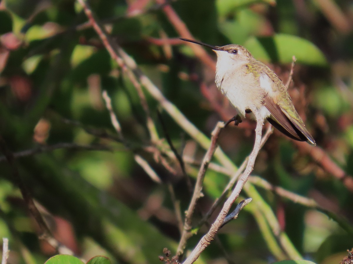 Black-chinned Hummingbird - ML608594702