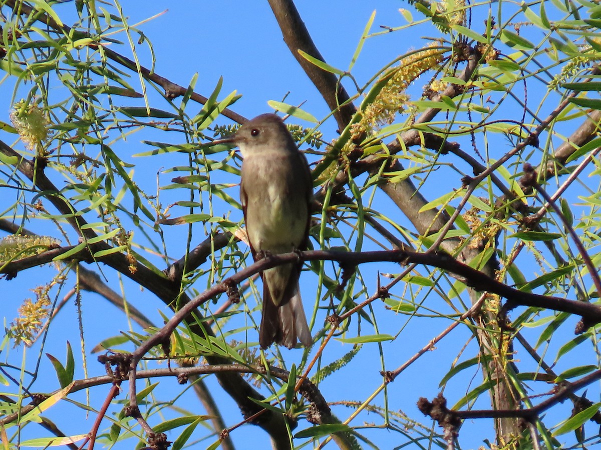 Western Wood-Pewee - Shirley Reynolds