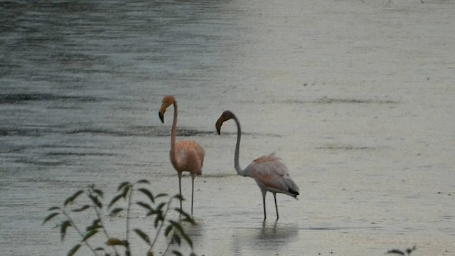 American Flamingo - ML608594773