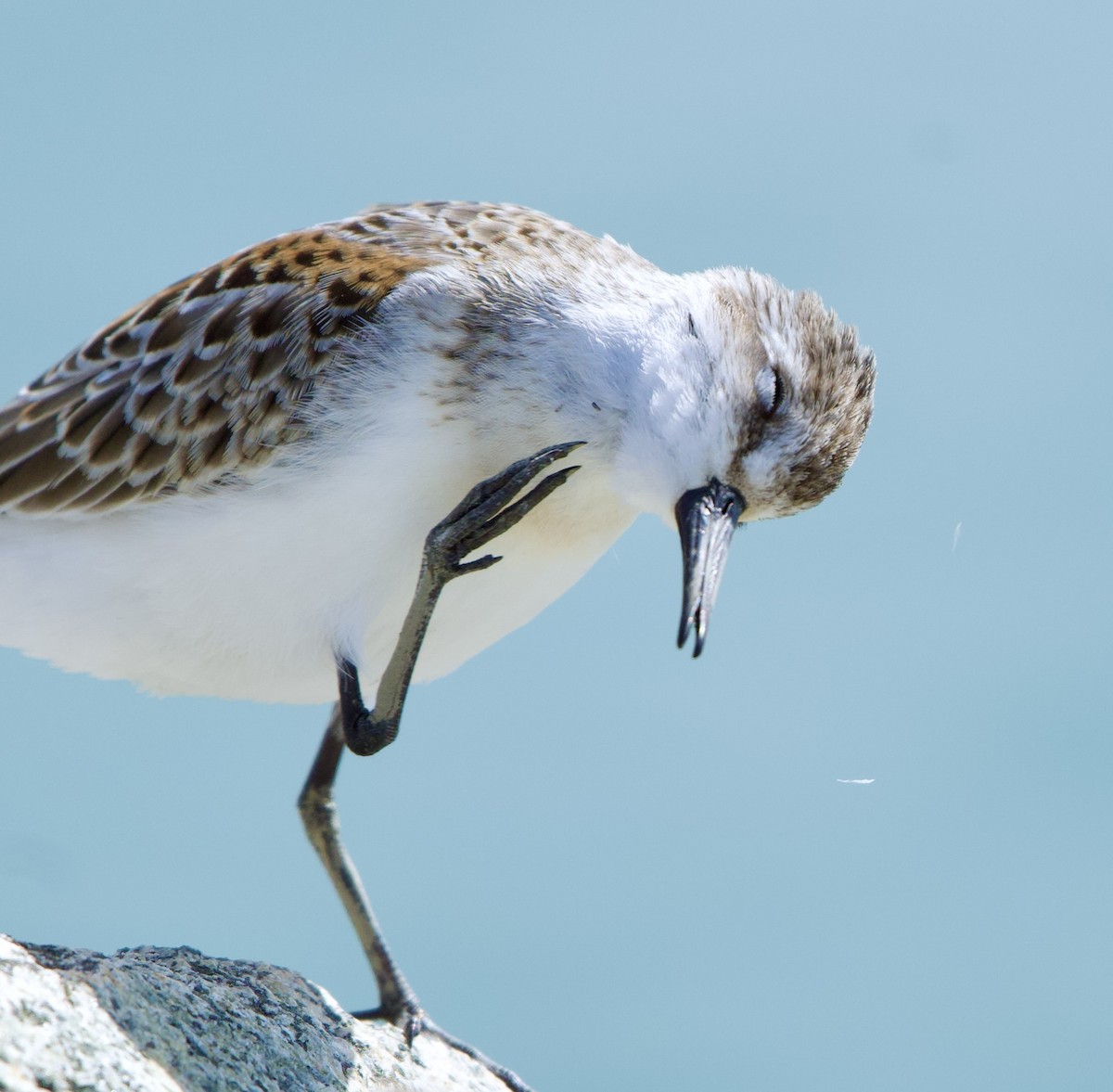 Western Sandpiper - ML608594841