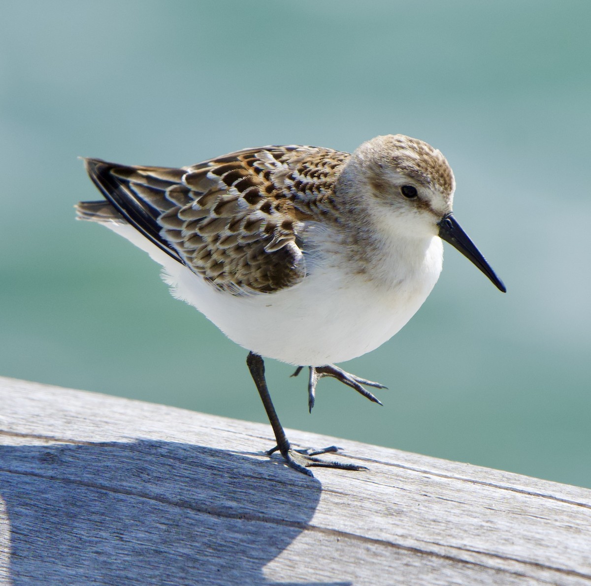 Western Sandpiper - ML608594846