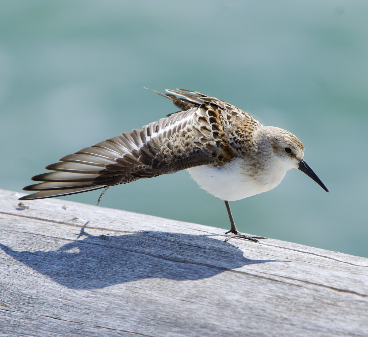 Western Sandpiper - ML608594850