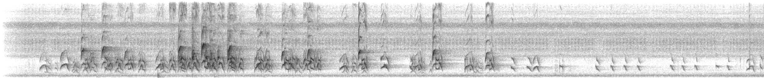 hvitpanneklarisse (morphoeus gr.) - ML608594900