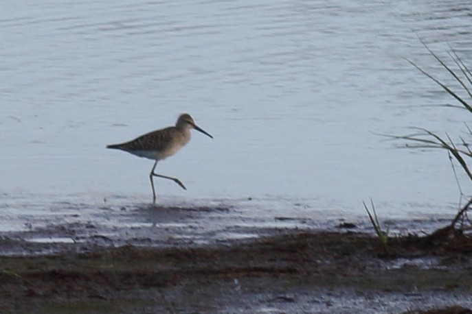 Stilt Sandpiper - ML608594902