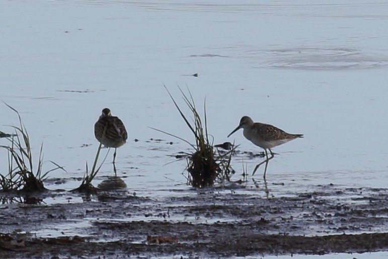 Stilt Sandpiper - ML608594904