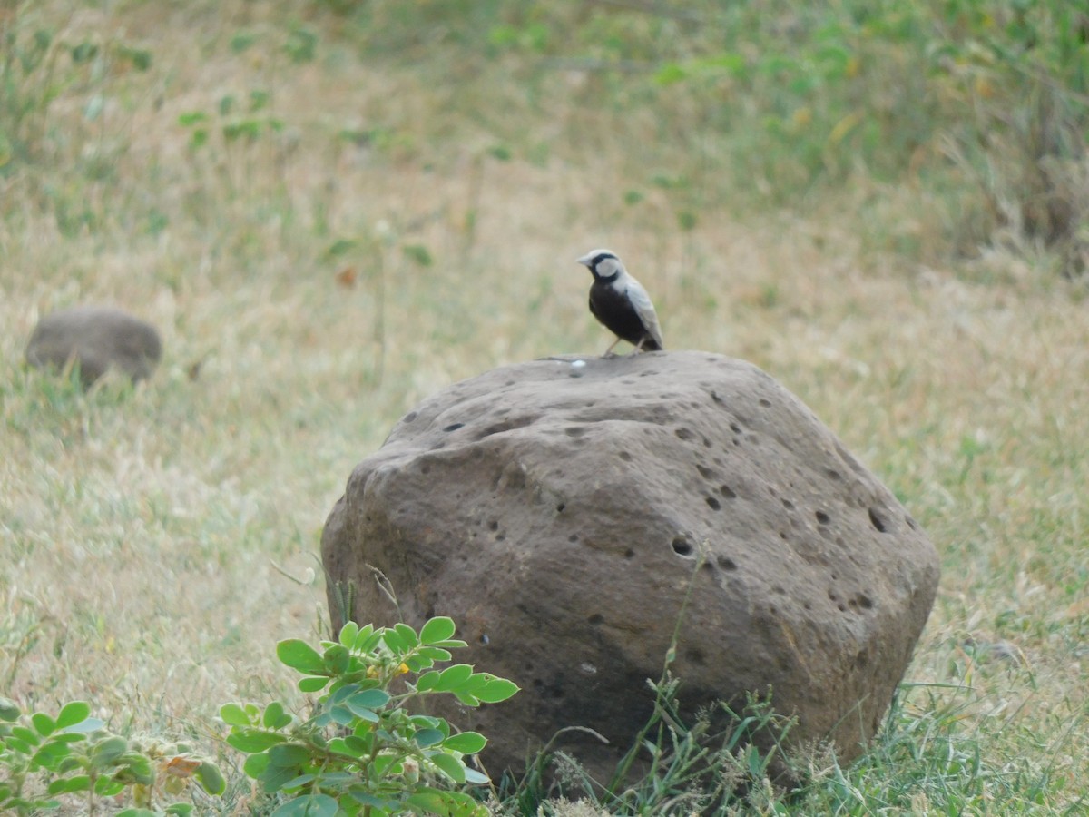 Ashy-crowned Sparrow-Lark - ML608594914