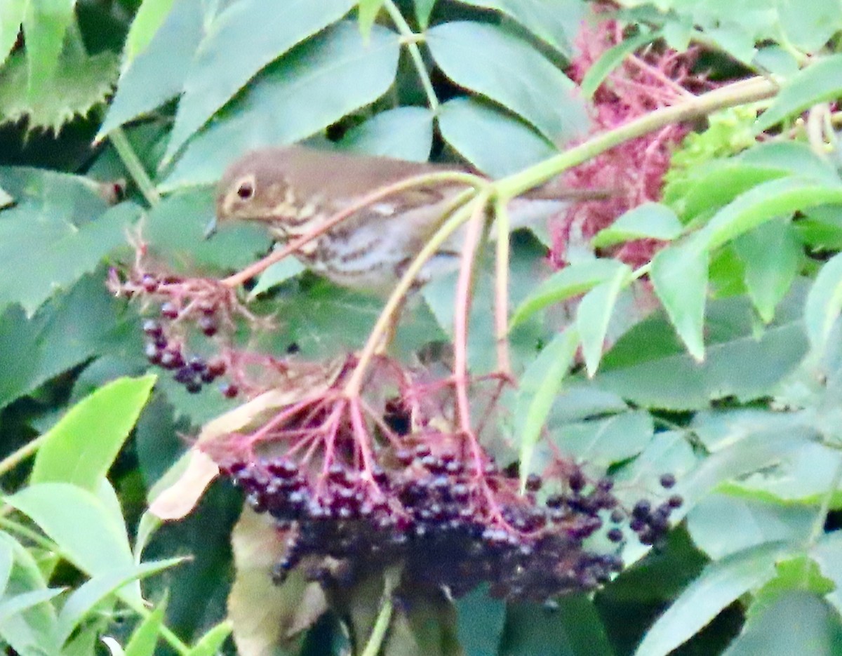 Swainson's Thrush - ML608594920