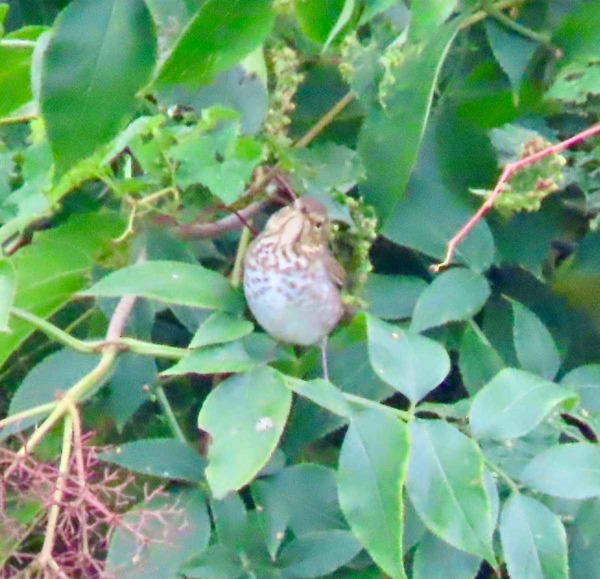 Swainson's Thrush - Randy Shonkwiler